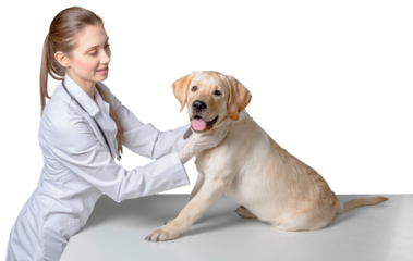 young veterinarian examining a labrador retriever