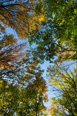 autumn trees in the forest
