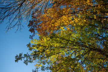autumn leaves in the sky