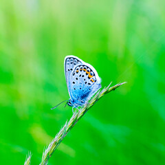 Fototapeta na wymiar A silver strewn blue butterfly Plebejus argus is resting and sitting on the grass against a blurred green background.