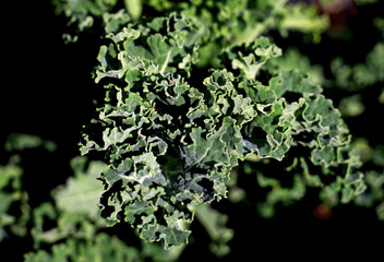 Lush, crunchy leaves of kale in a natural vegetable garden