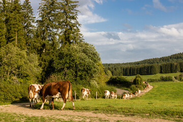 troupeau de vaches dans le jura