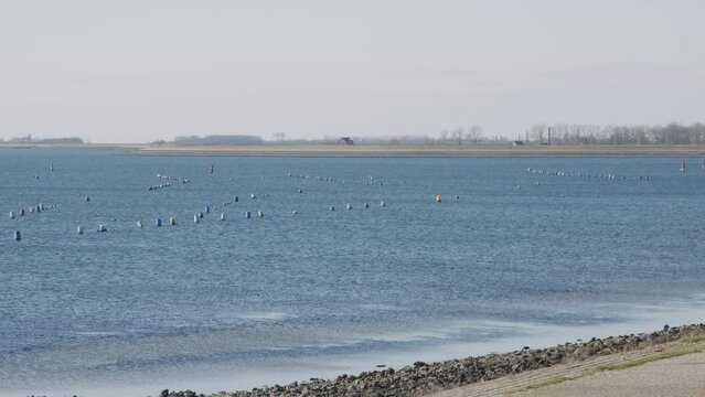 Aquaculture Mussels in Zeeland 
