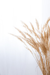 pampas grass on a white background, space for text, background image, domestic grass, ears