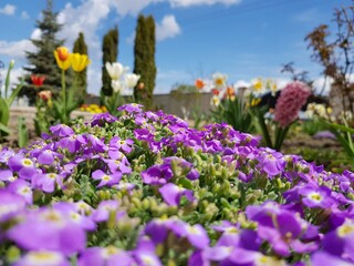 field of flowers