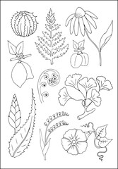 Set of vector vegetal botanical decorative elements in black and white, contours and different forms of tropical leaves, silhouettes of leaves.