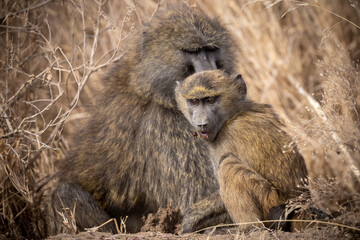 Kenia Tiere