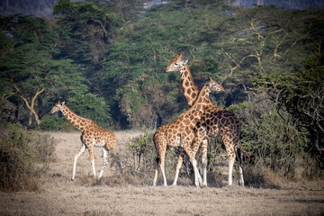 Kenia Tiere