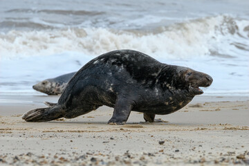 Atlantic Grey Seal bull chasing