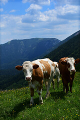 Fototapeta na wymiar Kühe auf der Alm, an der Baumgrenze in den Alpen, vor Bergen im Gebirge