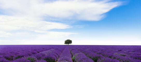 Fototapeta na wymiar Lavendelfeld bis zum Horizont