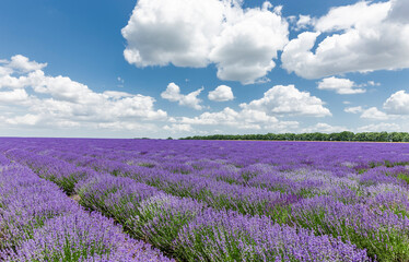 Fototapeta premium Lavendelfeld in voller Blüte in Bulgarien