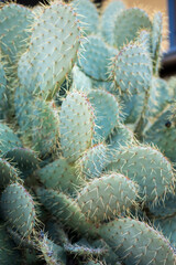 Nature's Living Sculpture: An Up-Close Look at the Fascinating World of Cacti