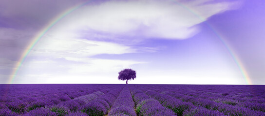 Lavendelfeld mit Regenbogen