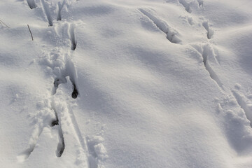 animal tracks in the snow,hare tracks in winter in the snow