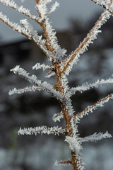 Frost on a branch, white frost crystals on a branch. Frosty foggy morning in winter, frosty weather