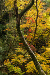 日本　大阪府箕面市にある箕面公園の紅葉した木々