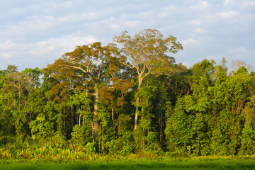 Amazon Tropical Rain Forest at Oxbow Lake, Manu National Park, Peruvian Amazon, Peru