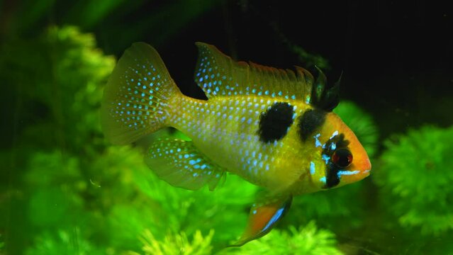 Close up colourful tropical fish floating around