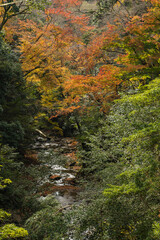 日本　大阪府箕面市にある箕面公園を流れる箕面川と紅葉した木々