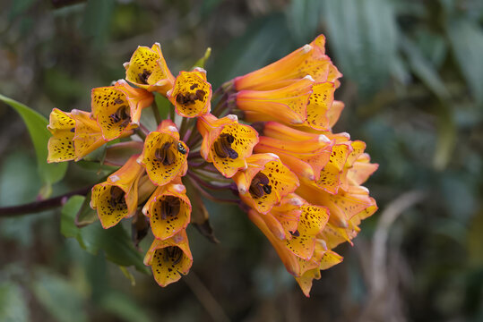 Blooming Bomarea sanguinera flower, Tropical Cloud Forest, Manu National Park, Peru