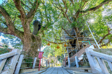 冬の山王神社と被爆クスノキ　長崎県長崎市　Sanno Shrine and A-bombed camphor...