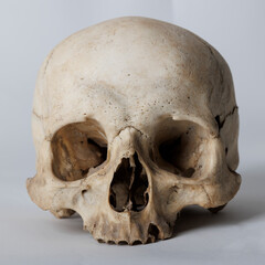 A human skull in full face on a white background.