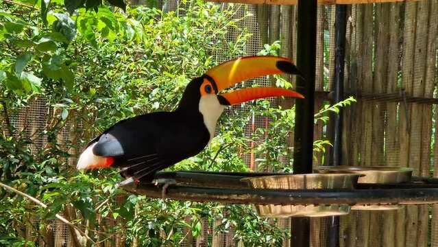 Toco toucan at the Bird Park Parque Das Aves, located in the town of Foz do Iguacu, near the famous Iguacu Falls right on the border between Brazil, Argentina and Paraguay.