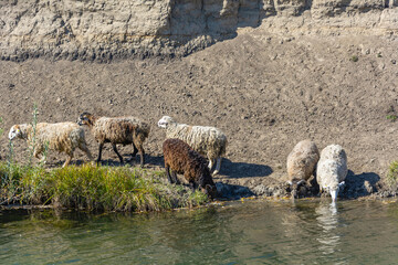 A herd of domestic sheep drink water