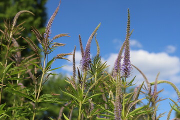 Veronica spicata, spiked speedwell plant with blue flowers.