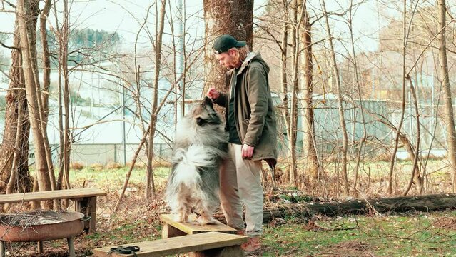 a fluffy grey dog that moves very disciplined on command from lying to standing position. His master strokes him immediately and the wolfspitz goes off the bench thankfully