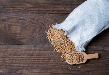 A grain of wheat. Dry ripe wheat grain. A canvas bag and a scattered grain of wheat on a wooden background. Wooden spoon with dry grain.