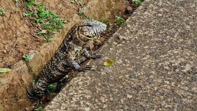 Argentine black and white tegu, Salvator merianae at the Iguazu Falls in Foz do Iguacu, near the famous Iguacu Falls in Brazil.
