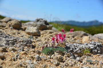 可憐に咲く赤いコマクサ