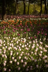 Gordijnen tulip field in spring © khope