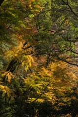日本　大阪府箕面市にある箕面公園の登山口のトンネル