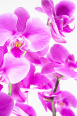 Obraz na płótnie Canvas Purple orchid flower. Branch of beautiful pink phalaenopsis orchid isolated on white background
