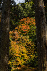 日本　大阪府箕面市にある箕面公園の紅葉した木々