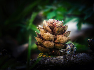 close up of a pine cone