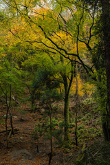 日本　大阪府箕面市にある箕面公園の紅葉した木々