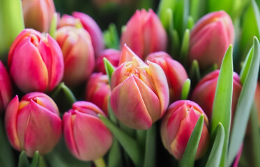 Fototapeta premium Bundle of red tulip buds at easter time