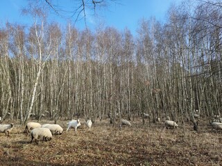 Schafe im Birkenwald