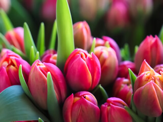 Bundle of red tulip buds at easter time