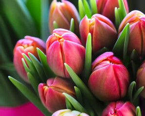 Bundle of red tulip buds at easter time