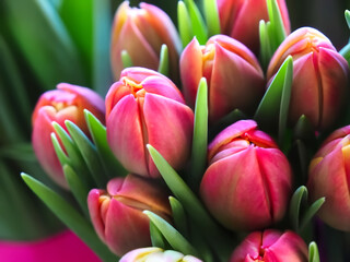 Bundle of red tulip buds at easter time