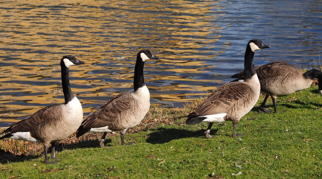 Group of canadian geese on a meadow