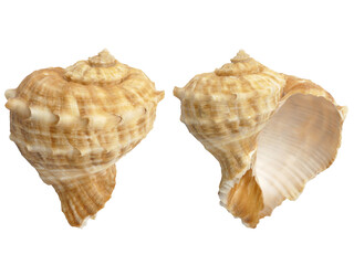 Sea shell on white background