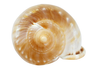 Sea shell on white background