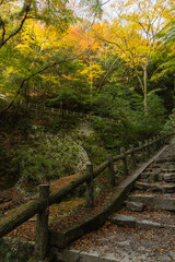 日本　大阪府箕面市にある箕面公園の紅葉した木々