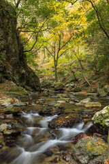 日本　大阪府箕面市にある箕面公園を流れる箕面川と紅葉した木々